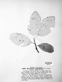 Roestelia penicillata image
